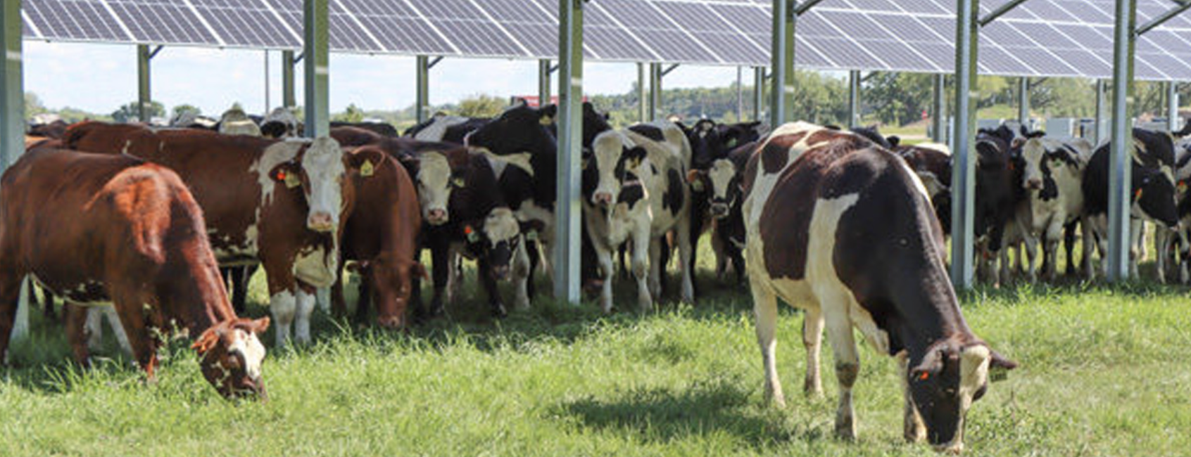 Feedlot