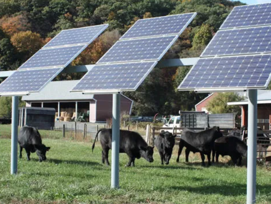 solar dairy farm