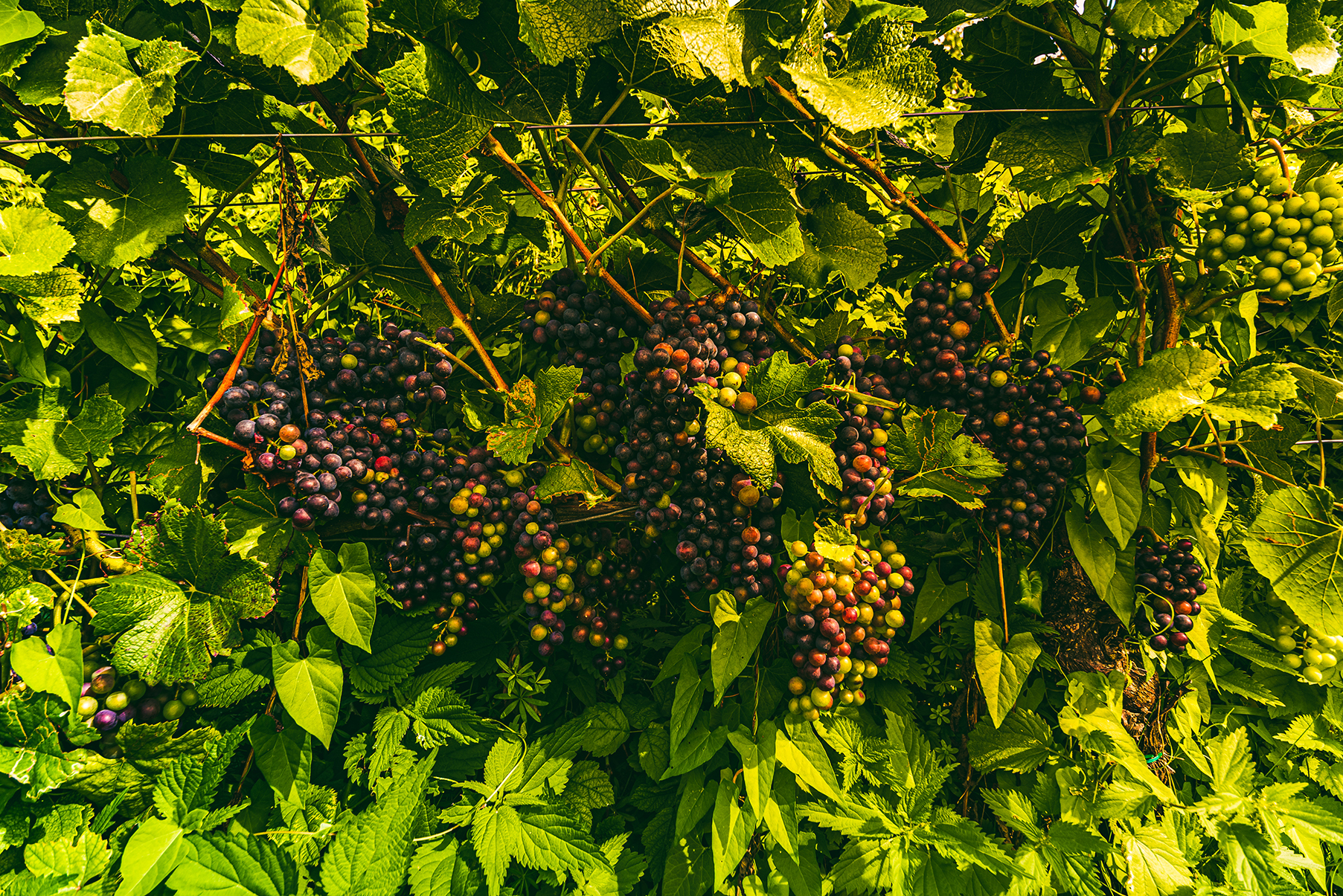 Vineyards